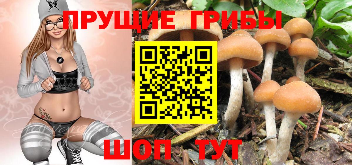 Псилоцибиновые грибы GOLDEN TEACHER Туапсе